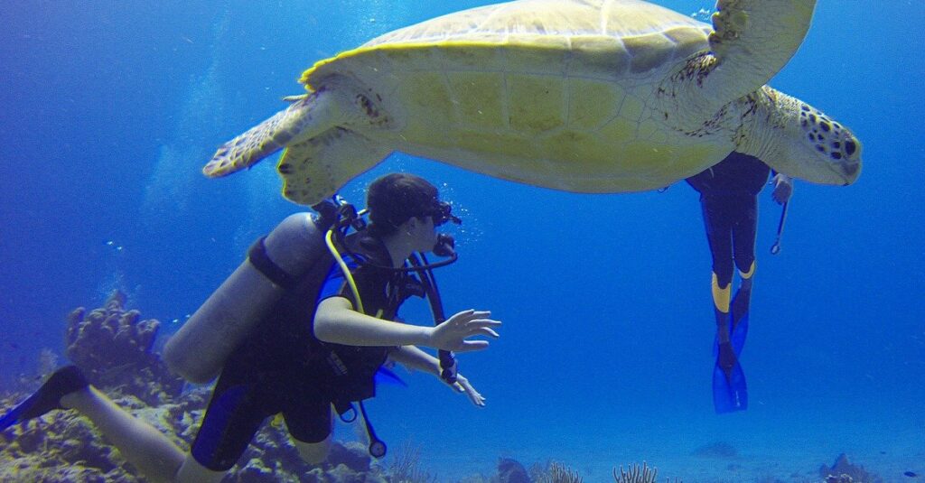 diver, turtle, mexico-549380.jpg